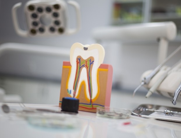 Model of tooth on desk