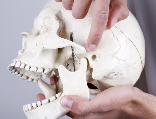 Dentist holding skull and pointing to jaw joints